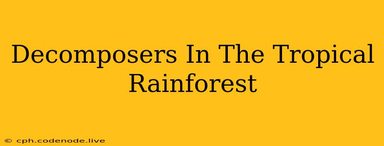 Decomposers In The Tropical Rainforest