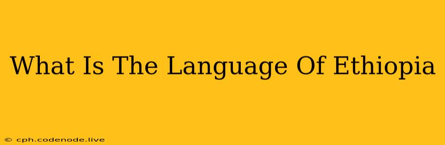 What Is The Language Of Ethiopia