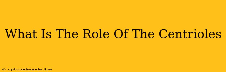 What Is The Role Of The Centrioles